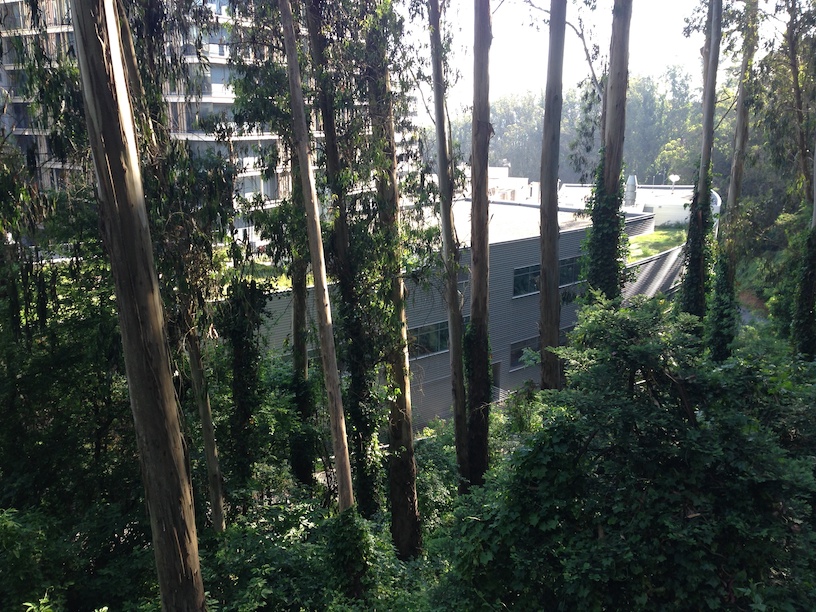View of the Regen. Med. building from the forest