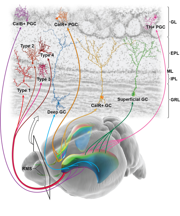 contributions to the olfactory bulb