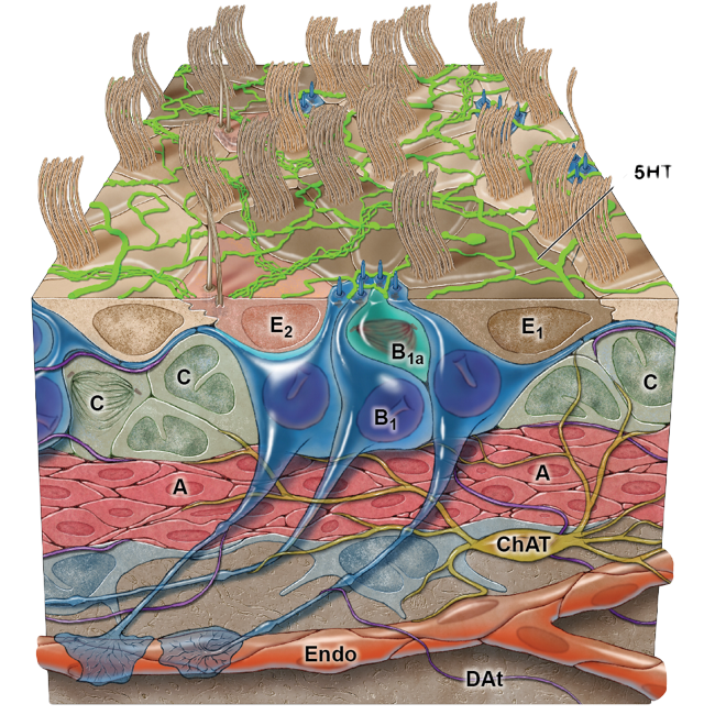 VSVZ diagram